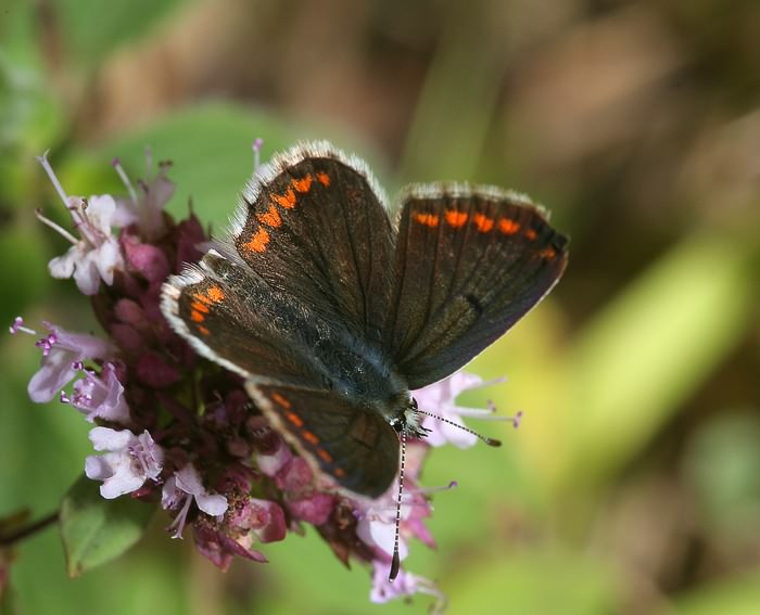 Sonnenrschen-Bluling (Aricia artaxerxes)