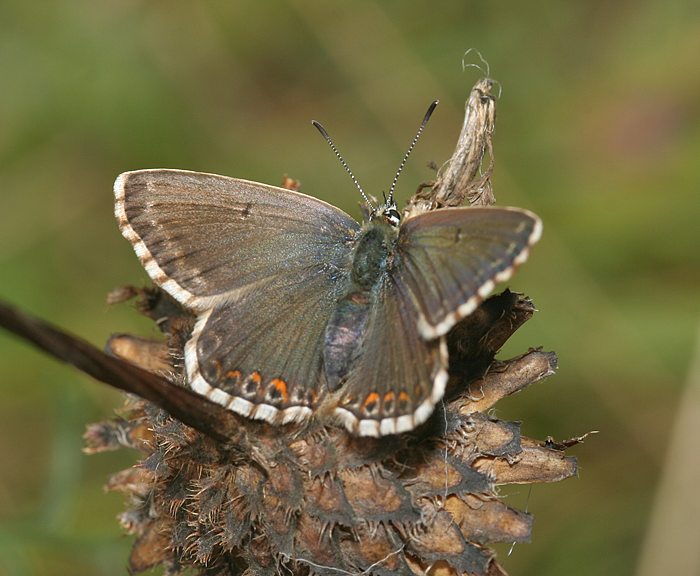 Silbergrner Bluling (Polyommatus coridon) ♀