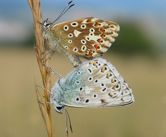 Silbergrner Bluling (Polyommatus coridon) Kopula