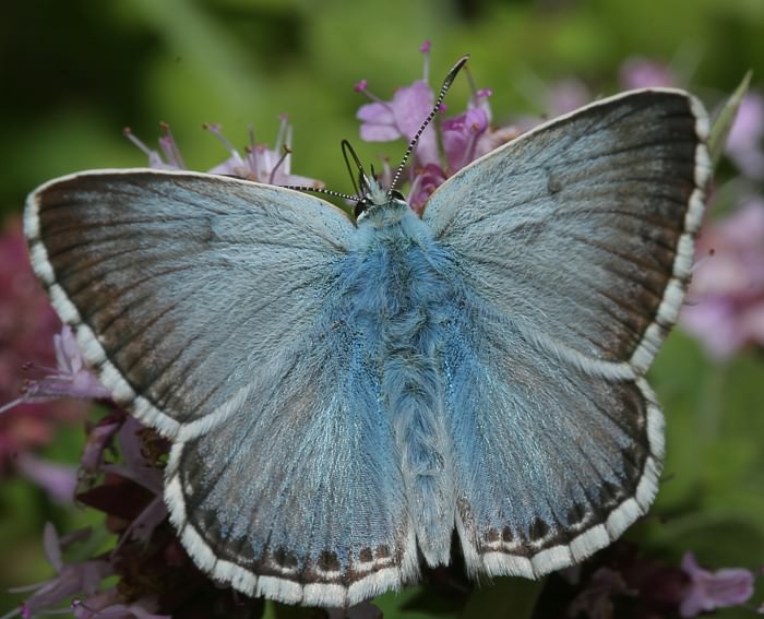 Silbergrner Bluling (Polyommatus coridon) ♂