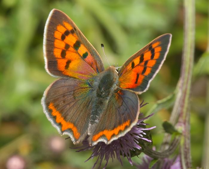 Kleiner Feuerfalter (Lycaena phlaeas)