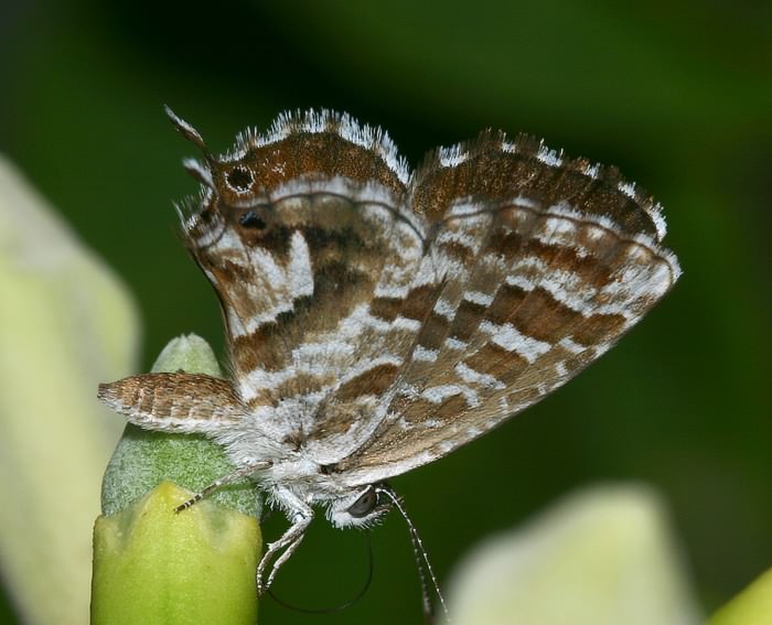 Perlagonienbluling (Cacyreus marshalli)