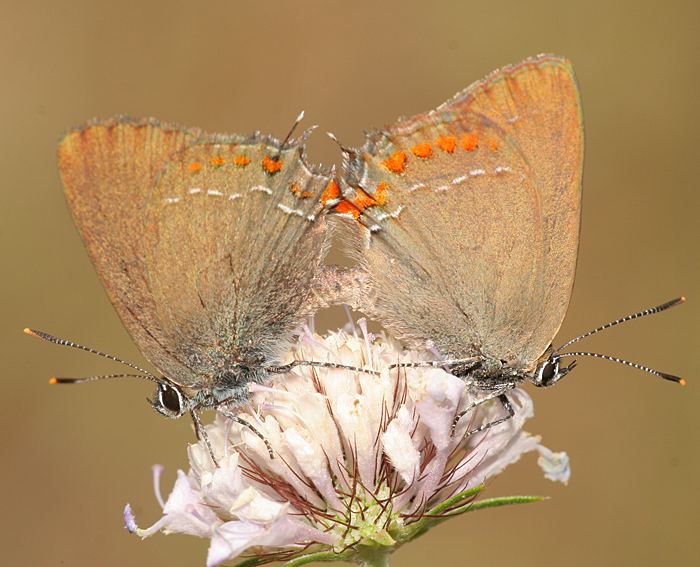 Sdlicher Eichen-Zipfelfalter (Satyrium esculi) Kopula