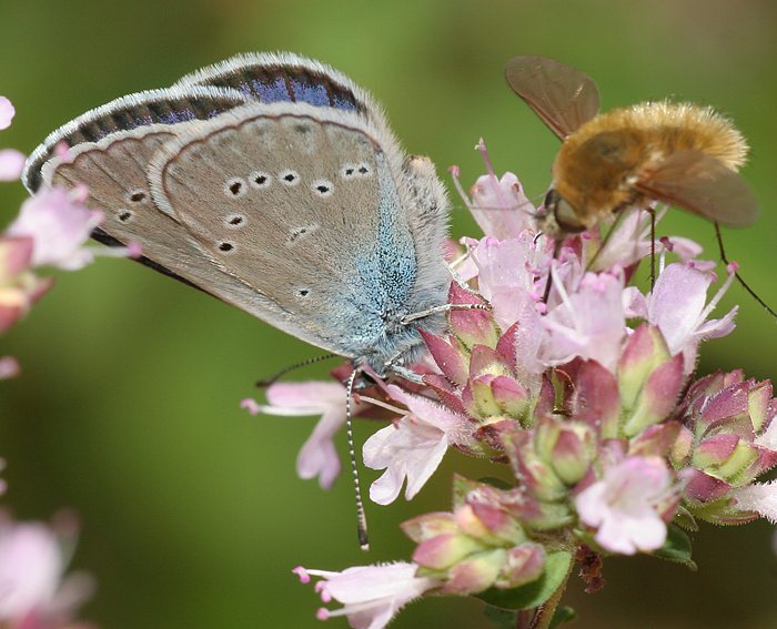 Rotkleebluling (Polyommatus semiargus) ♂