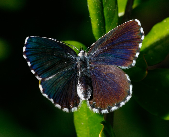 Fetthennenbluling (Scolitantides orion)