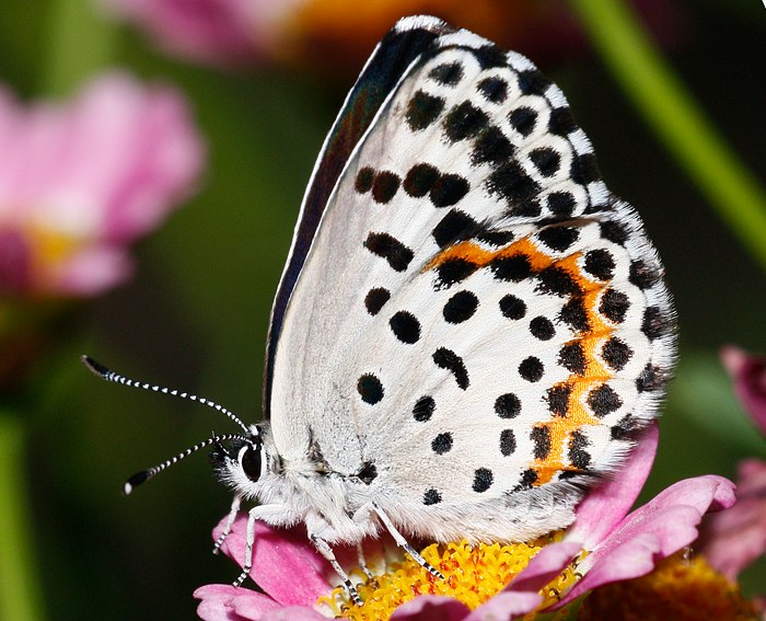 Fetthennenbluling (Scolitantides orion)