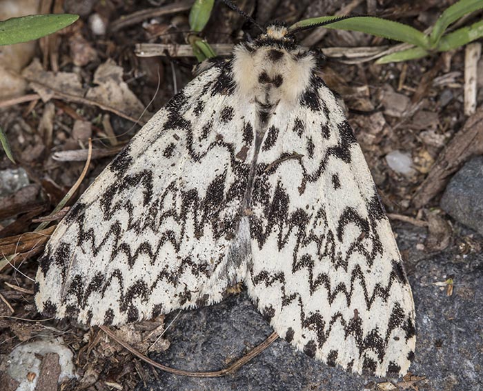 Nonne (Lymantria monacha) ♂