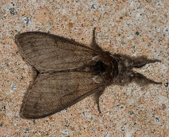 Buchen-Streckfu (Calliteara pudibunda)