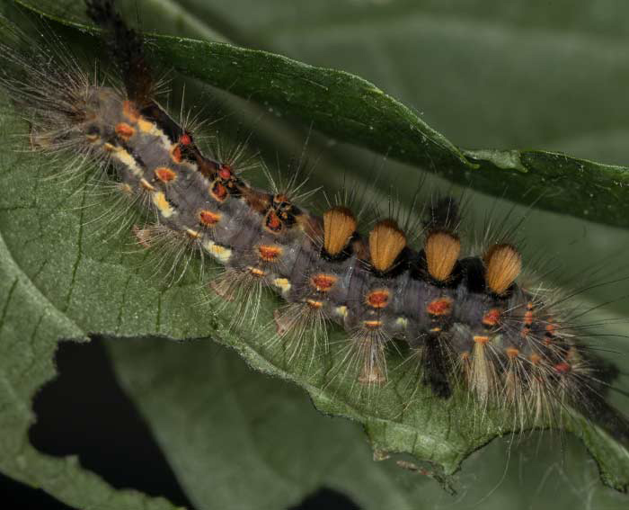 Schlehen-Brstenspinner (Orgyia antiqua)Raupe