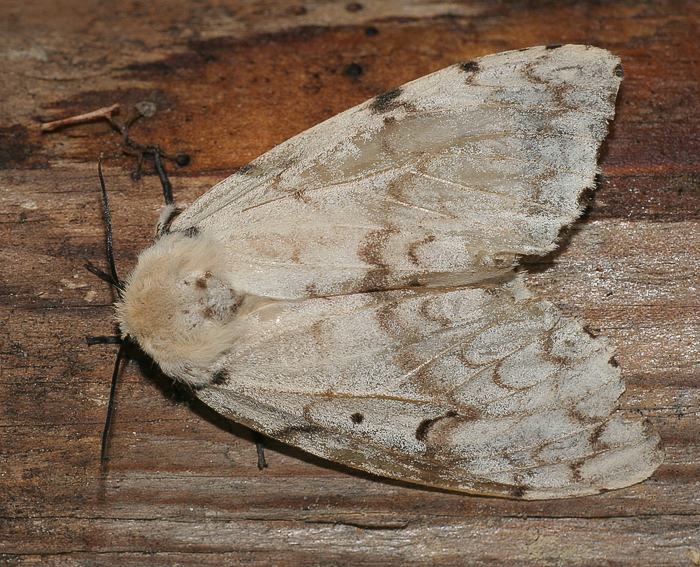 Schwammspinner (Lymantria dispar) ♀