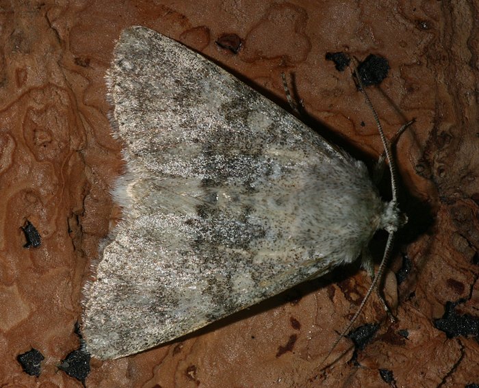 (Aporophyla canescens)