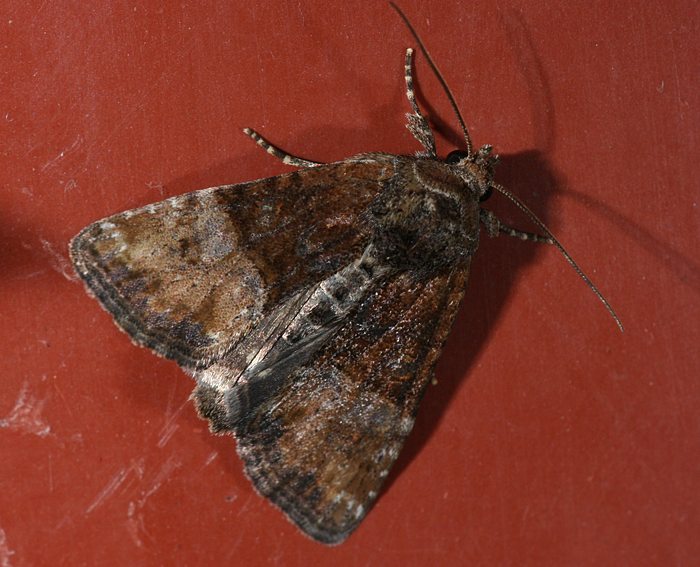Trockenrasen-Halmeulchen (Mesoligia furuncula) Trockenrasen-Halmeulchen (Mesoligia furuncula)