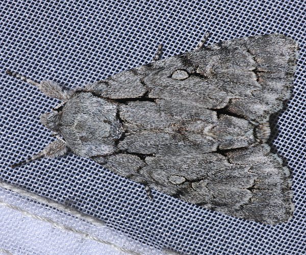 Pfeileule (Acronicta psi)