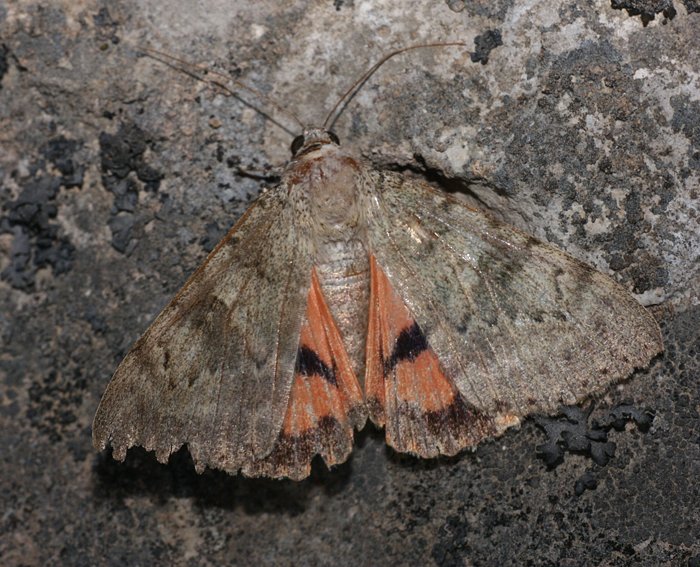 (Catocala puerpera)