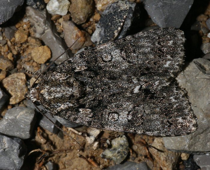 Ampfer-Rindeneule (Acronicta rumicis)