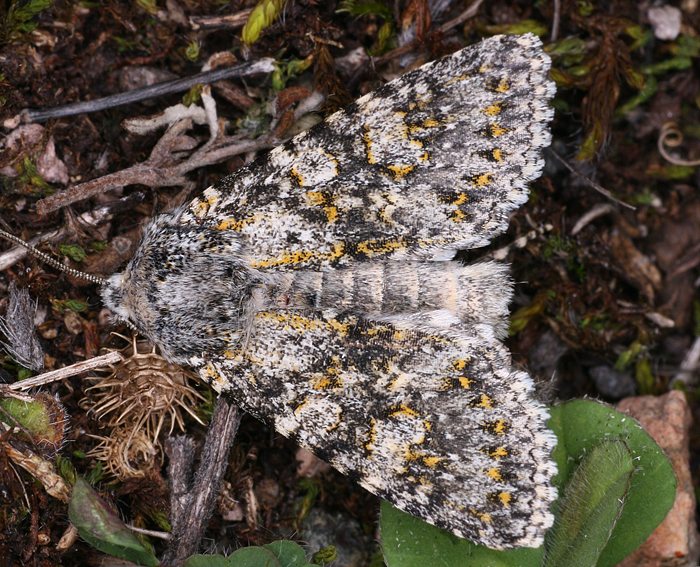 Blaugraue Steineule (Polymixis xanthomista)