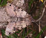 Schwarzgefleckte Herbsteule (Agrochola litura) [1925 views]