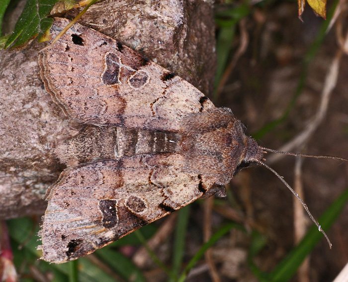 Schwarzgefleckte Herbsteule (Agrochola litura)