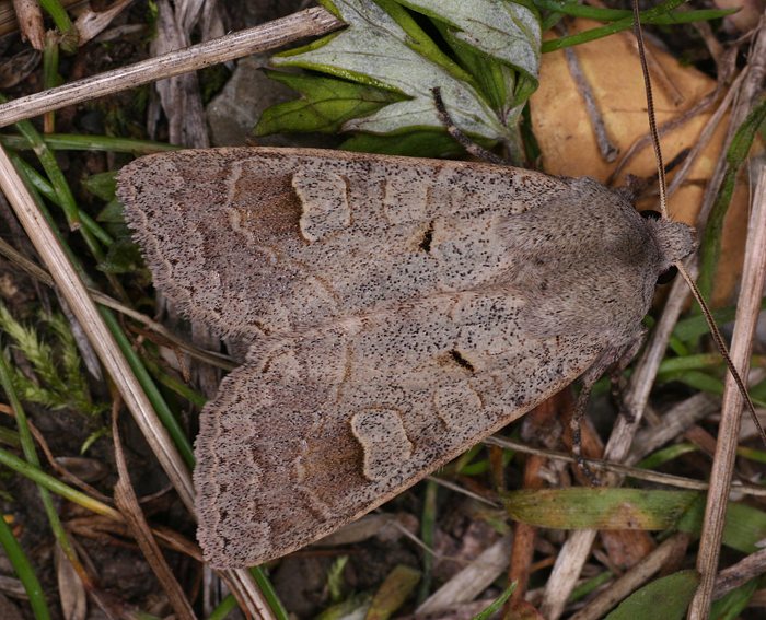 Graubraune Frhherbsteule (Ammoconia caecimacula)