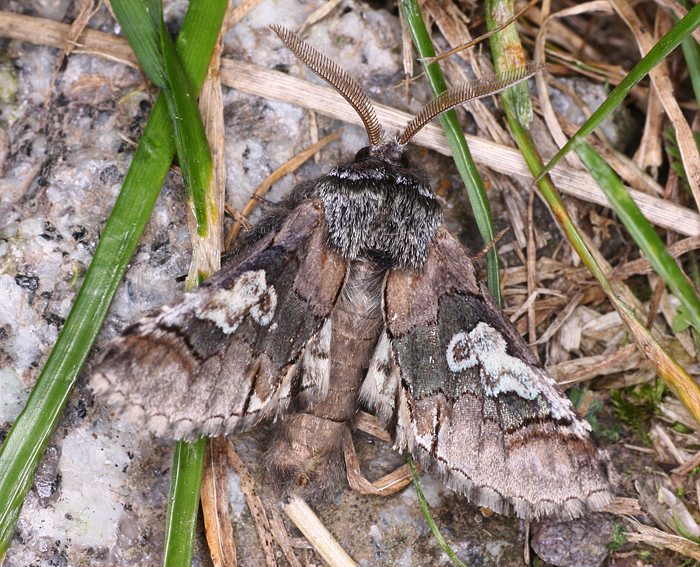 Blaukopf (Diloba caeruleocephala)