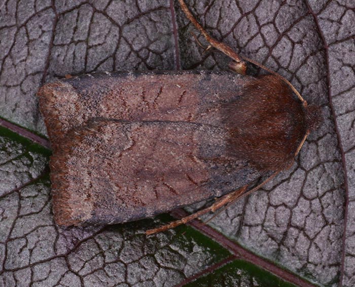 Gebsch-Wintereule (Conistra ligula)