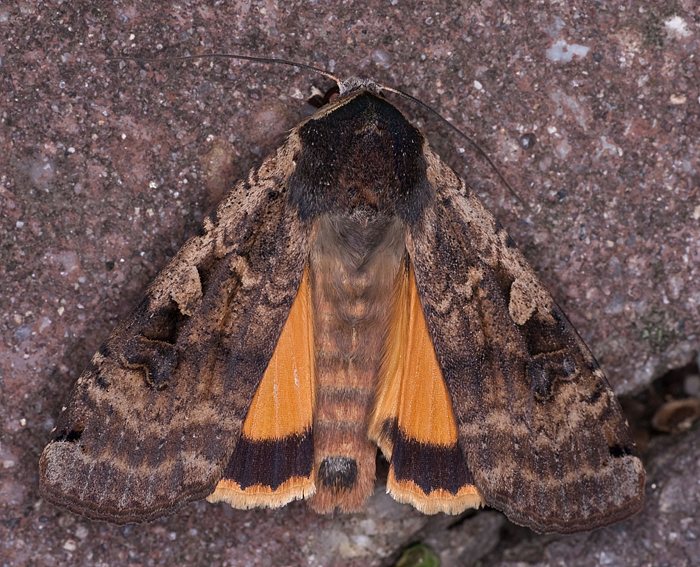 Hausmutter (Noctua pronuba)