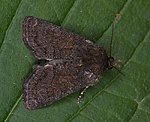 Dunkles Halmeulchen (Oligia latruncula) [2043 views]