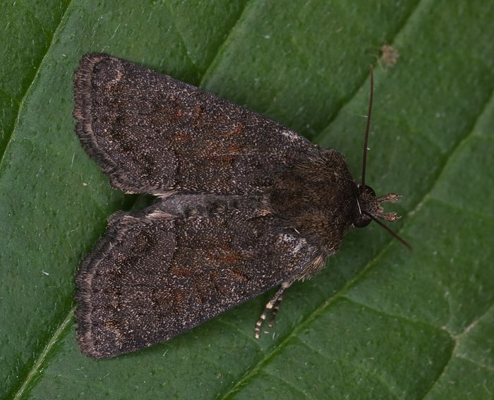 Dunkles Halmeulchen (Oligia latruncula)