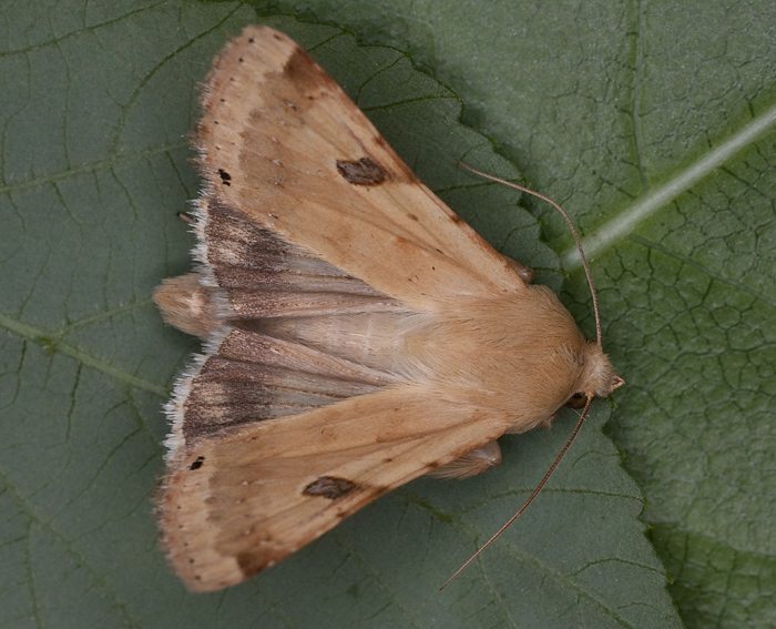 Bilsenkrauteule (Heliothis peltigera)