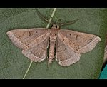 Steppenheiden-Spannereule (Pechipogo plumigeralis) [1924 views]