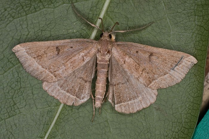 Steppenheiden-Spannereule (Pechipogo plumigeralis)