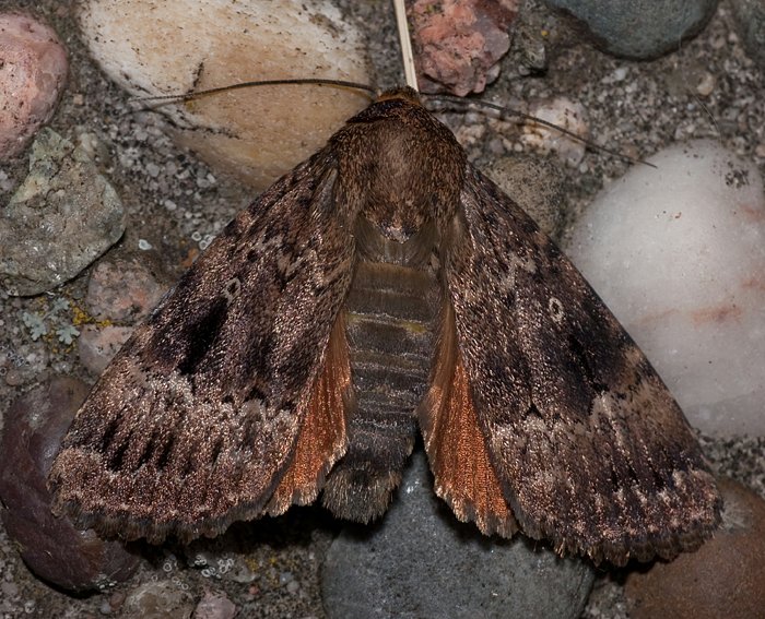 Pyramideneule (Amphipyra pyramidea)