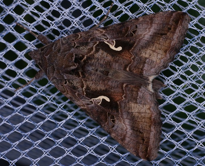 Gammaeule (Autographa gamma)