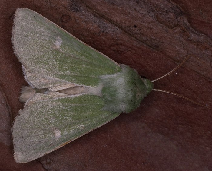 Grneule (Calamia tridens)