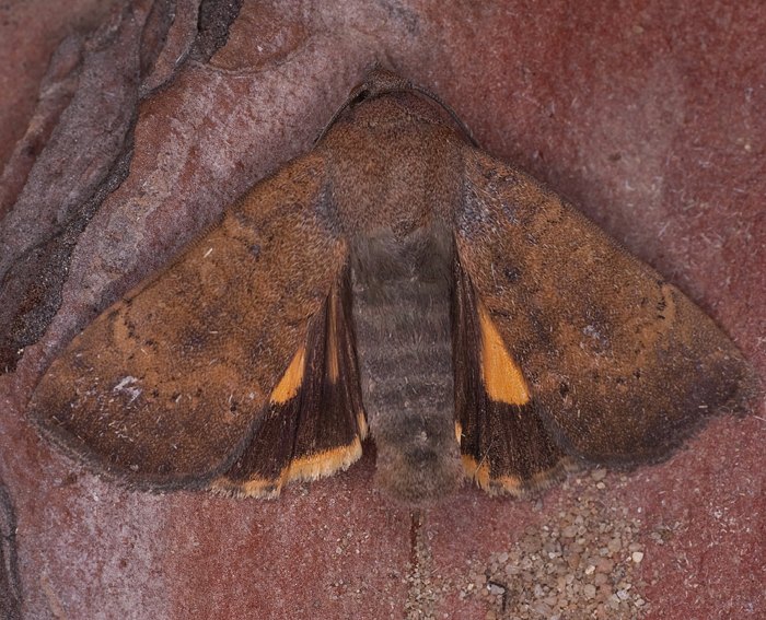 Hellbraune Bandeule (Noctua interjecta) Hellbraune Bandeule (Noctua interjecta)