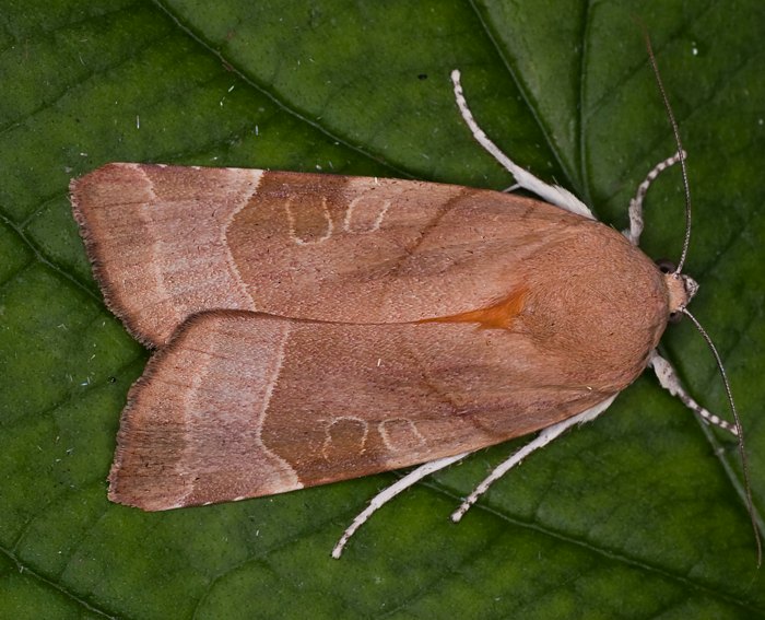 Gelbe Bandeule (Noctua fimbriata) Gelbe Bandeule (Noctua fimbriata)