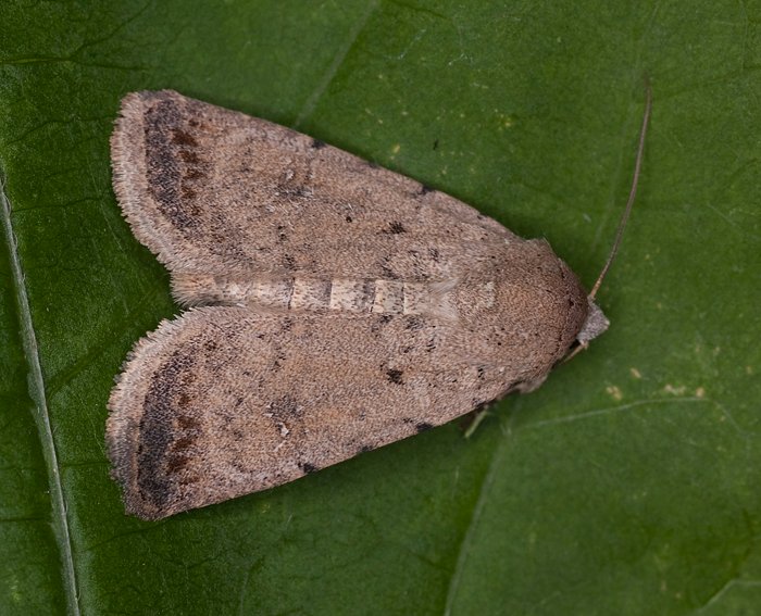 Heu-Staubeule (Paradrina clavipalpis)