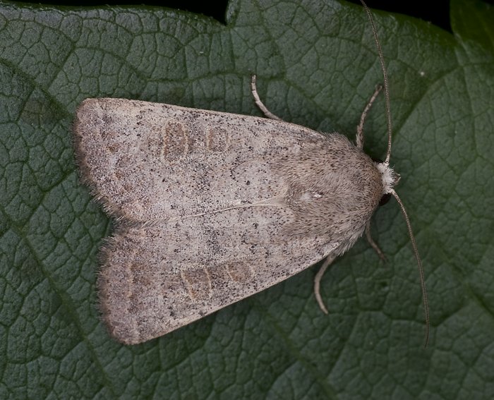 Hellbraune Staubeule (Hoplodrina ambigua)