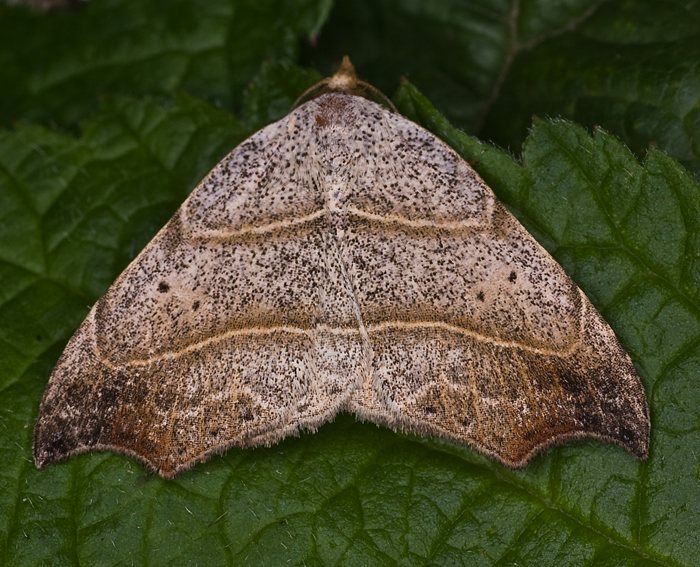 Sicheleule (Laspeyria flexula)