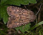 Lehmfarbige Graswurzeleule (Luperina testacea) [2316 views]