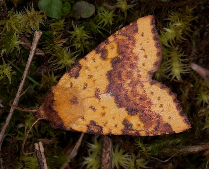 Violett-Gelbeule (Xanthia togata)