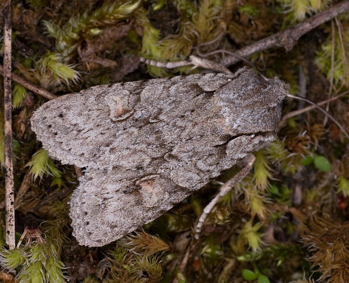 Hellgraue Holzeule (Lithophane ornitopus)