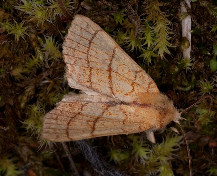 Linden-Gelbeule (Xanthia citrago)