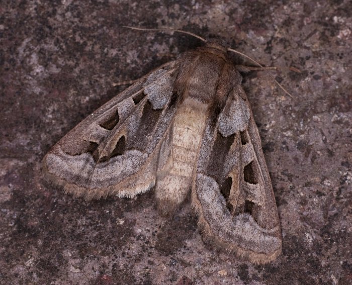 Graslilieneule (Episema glaucina)