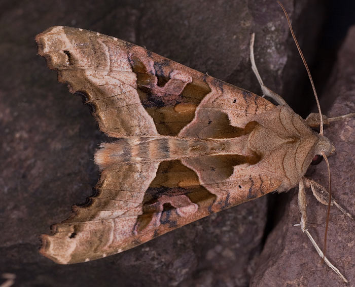 Achateule (Phlogophora meticulosa)