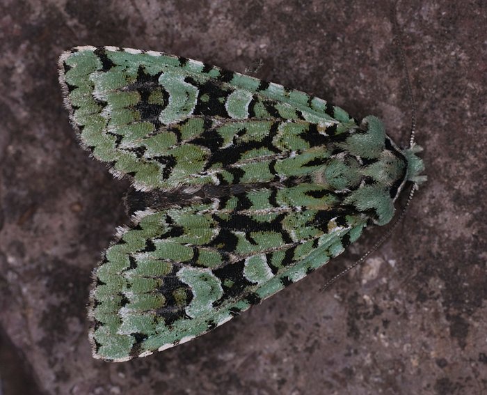 Grne Eicheneule (Dichonia aprilina)