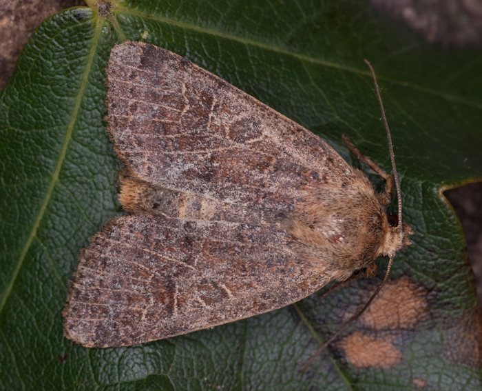 Rotbraune Herbsteule (Agrochola nitida)