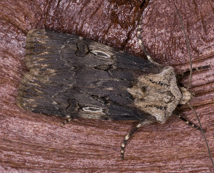 Schmalflgelige Erdeule (Agrotis puta)