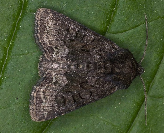 Striegel-Halmeulchen (Oligia strigilis)