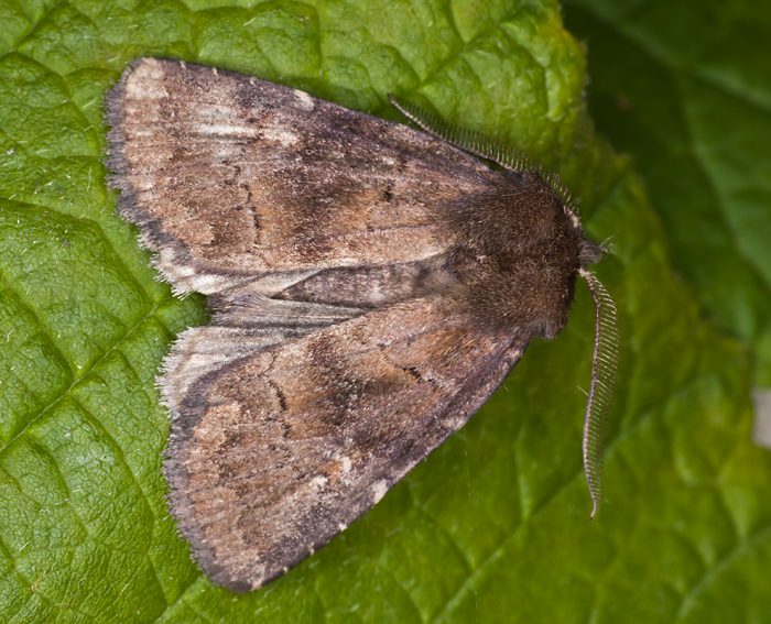 Dunkle Waldschatteneule (Rusina ferruginea)